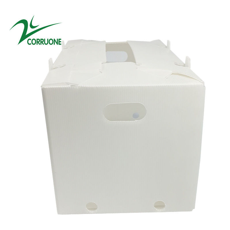 2mm-11mm खोखले कार्टन कोरोप्लास्ट Correx Collapsible Corrugated Plastic Boxes